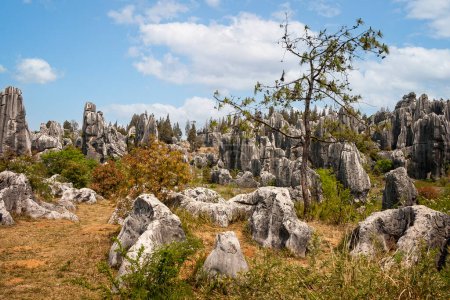 Formaciones geológicas de piedra caliza kárstica dramáticas como dientes de heces en el Parque Geológico Nacional del Bosque de Piedra, Yunnan, China