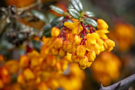Großaufnahme einer Traube leuchtend gelb-orangefarbener Blüten mit roten Stielen am immergrünen Strauch Berberis Darwinii