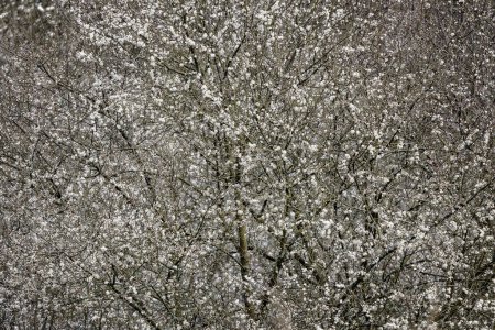 Misa de flor de espino blanco en árbol de espino.