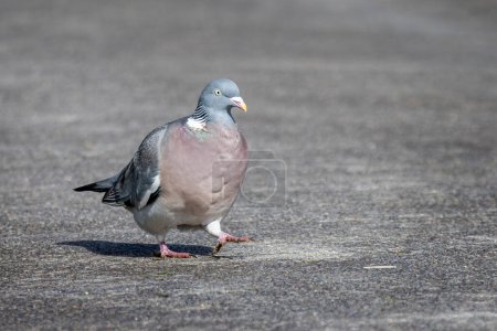 Close up of a plump pigeon strutting along a country path.