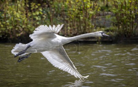 Cisne mudo juvenil despegando del lago con las alas extendidas y un ala tocando el agua.