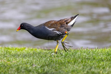 Photo for Close up of a colourful Moorhen strutting through grass - Royalty Free Image