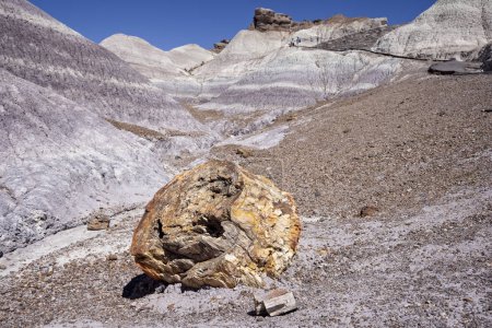 Large piece of colorful Petrified wood  along the Blue Mesa trail in the Petrified Forest National Park, Arizona, USA on 17 April 2024.
