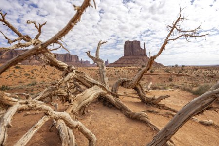 West Mitten butte seen thrpough the branches of a twisted dry out tree trunk in Monument Valley, Arizona, USA on 22 April 2024