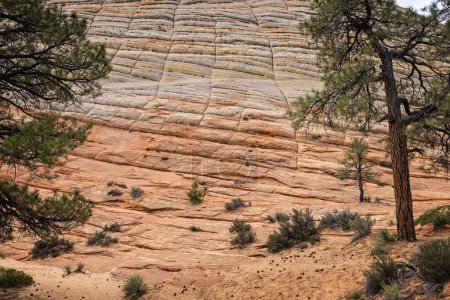 Close up detail of the Checkerboard Mesa rock formation off the Mount Carmel Highway in Zion National Park, Utah, USA on 25 April 2024