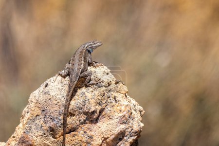 Close up of a Western Fence Lizard with blue irridescent throat, perched on rock near the rim of the Grand Canyon in Arizona, USA on 29 April 2024