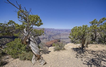 Gnarled juniper pine tree trunk on rim of the Grand Canyon at Mohave Point, on the South Rim, Arizona, USA on 28 April 2024