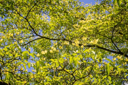 Primer plano de las hojas retroiluminadas del árbol de la pagoda japonesa en los jardines del Dudmaston Hall, cerca de Quatt, Shropshire, Reino Unido oin 19 May 2024