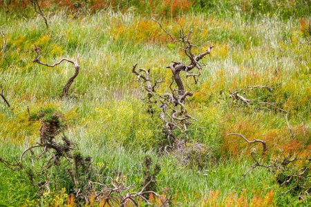 Wilde Kuhglocken, knorrige Baumwurzeln und bunte Gräser auf einer Hangwiese in Dorset, Großbritannien,