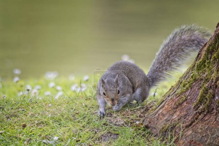 Nahaufnahme eines Grauhörnchens, das am Fuß eines Baumstammes im Gänseblümchenfeld auf die Kamera zuläuft.