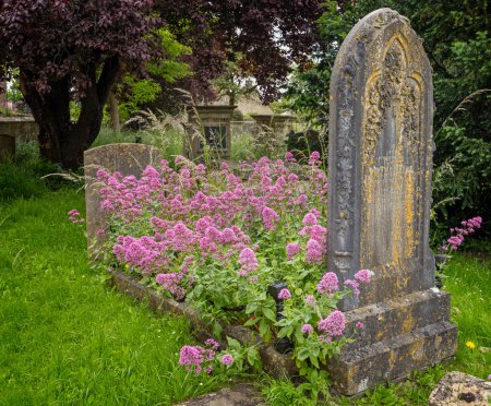 Ancient grave and headstone full of wild pink flowers in churchyard in Tetbury, Gloucestershire, UK on 11 June 2024