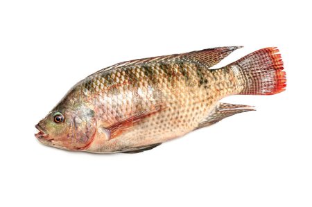 Téléchargez les photos : Fresh snapper fish isolated on a white background - en image libre de droit