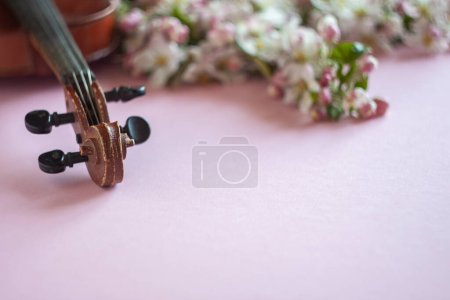 Close up of violin fingerboard and branch of blossoming apple tree on pastel candy pink background	