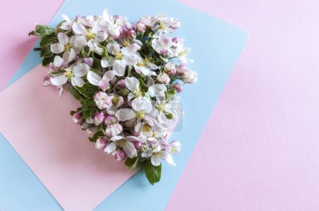 Téléchargez les photos : Fresh apple tree flowers on pink and blue paper background - en image libre de droit