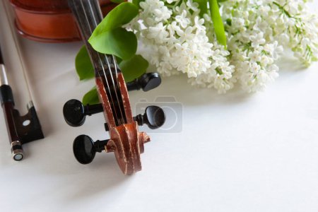 Foto de Primer plano de Rama de floración lila blanca y violín viejo sobre fondo blanco / Primer plano, enfoque selectivo - Imagen libre de derechos
