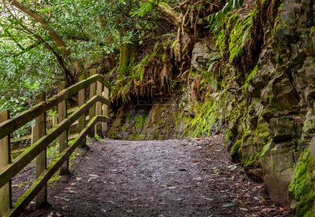 Téléchargez les photos : Randonnée pédestre dans le parc forestier de Clare Glens - en image libre de droit