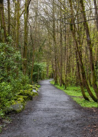 Photo for Hiking nature trail at Clare Glens Forest Park - Royalty Free Image