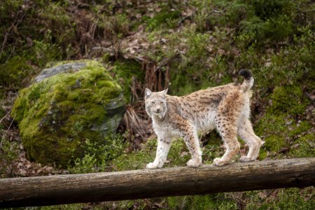 Téléchargez les photos : Lynx chat sauvage (Lynx lynx) Bobcat dans la forêt. - en image libre de droit