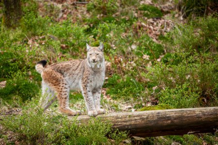 Téléchargez les photos : Lynx chat sauvage (Lynx lynx) Bobcat dans la forêt. - en image libre de droit