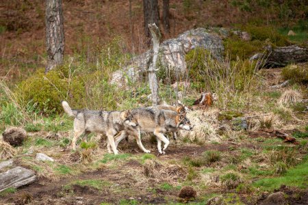 Foto de Manada de lobos salvajes o grises (Canis lupus) en el bosque. - Imagen libre de derechos