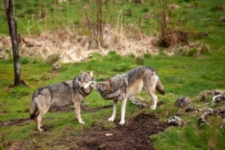 Foto de Dos lobos salvajes o lobos grises (Canis lupus) en el bosque. Demostración de una posición subordinada en un paquete de uno de los animales - Imagen libre de derechos