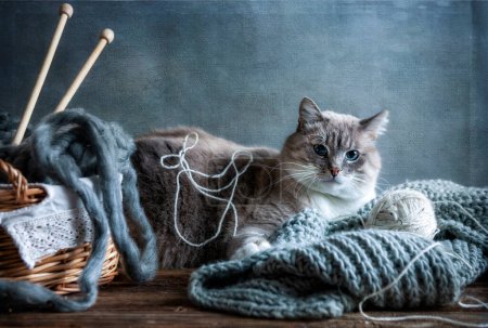 Téléchargez les photos : Gros beaux yeux bleus chat domestique repose sur une écharpe tricotée chaude bleue Style vintage nature morte. - en image libre de droit