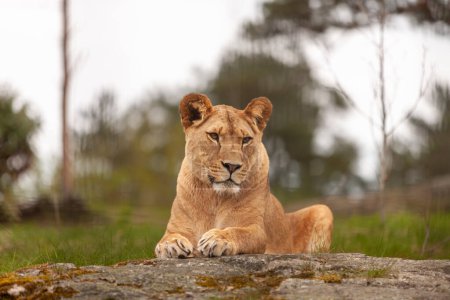 Foto de La leona yace sobre una piedra. Retrato animal de cerca - Imagen libre de derechos