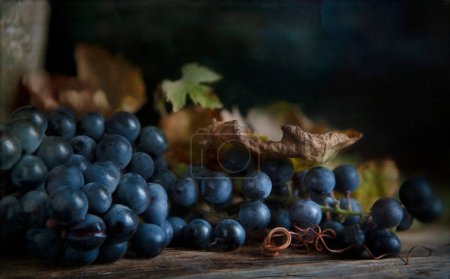 Téléchargez les photos : Still life with blue grape raceme in vintage style. - en image libre de droit