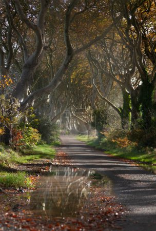 Téléchargez les photos : Road through the Dark Hedges une route unique de tunnel en hêtre à Ballymoney, Irlande du Nord après la pluie du matin à l'automne. Lieu de jeu des trônes - en image libre de droit