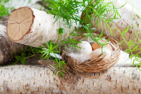 Happy Easter decoration nest with eggs in the nest on birch wooden background	