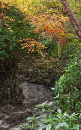 Río rápido fluye en un lecho rocoso en un parque natural. Paisaje otoñal