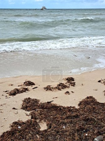 Téléchargez les photos : Sargassum on the shore of the beach, a type of seaweed in the Caribbean, a serious environmental problem in Mexico, a kind of algae epidemic out of control that kills turtles and fish - en image libre de droit
