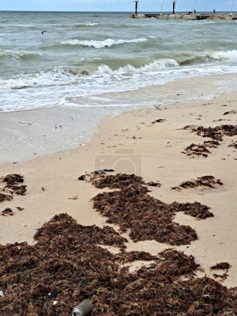 Téléchargez les photos : Sargassum au bord de la plage, un type d'algue dans les Caraïbes, un grave problème environnemental au Mexique, une sorte d'épidémie d'algues hors de contrôle qui tue les tortues et les poissons - en image libre de droit