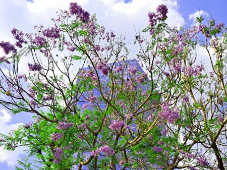 Foto de Los árboles de flores de jacaranda en la Ciudad de México florecen en primavera y lo hacen en invierno debido al cambio climático que altera los ciclos naturales - Imagen libre de derechos