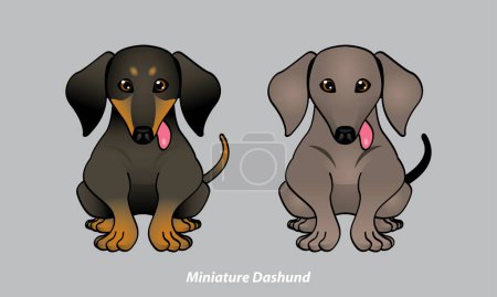 Illustration for Vector of a cute Miniature Dachshund. With 2 color options. Vector. - Royalty Free Image