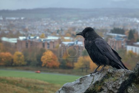 Photo for A raven sits on a cliff against the backdrop of a large city. Arthurs Seat, Edinburgh, Scotland - Royalty Free Image