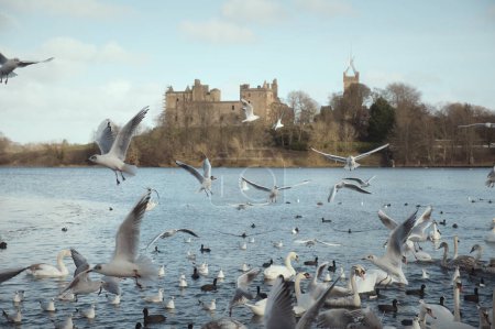 A flock of seagulls on the lake against the backdrop of the old castle. Linlithgow Loch, West Lothian, Scotland, United Kingdom 