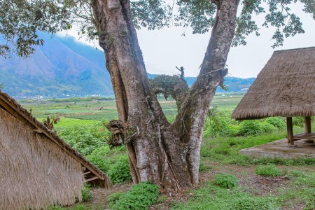Téléchargez les photos : View of the Sembalun village of Lombok, Mount Rinjani, the hills of Sembalun Lombok - en image libre de droit