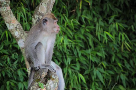Monkey Perched on Tree Branch in Lush Foliage