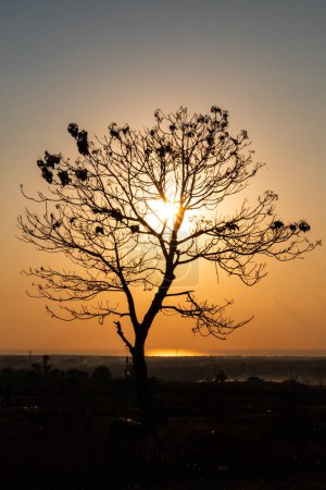 Silhouette d'un arbre au lever du soleil le matin