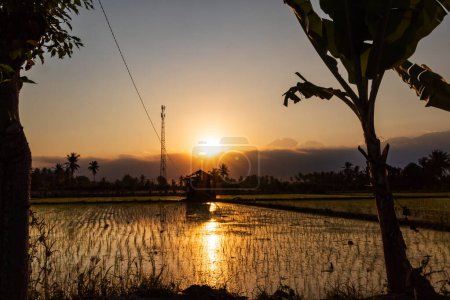 Goldener Sonnenuntergang in einem Reisfeld am Nachmittag