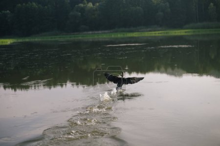 Téléchargez les photos : Canard noir se prépare à décoller du lac - en image libre de droit