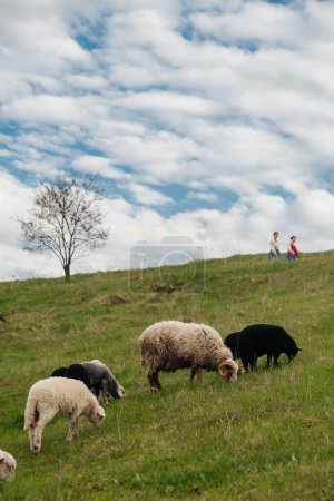Téléchargez les photos : Pâturage des moutons dans le champ vert - en image libre de droit