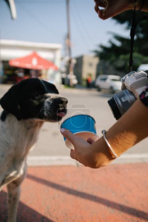 Téléchargez les photos : Une jeune femme donne de la glace pour chien dans la rue - en image libre de droit
