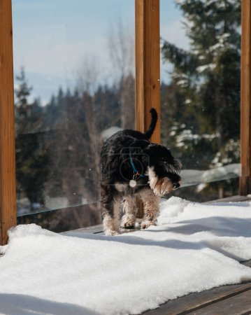 Foto de Lindo perrito en balcón de madera nevada en el chalet de montaña - Imagen libre de derechos