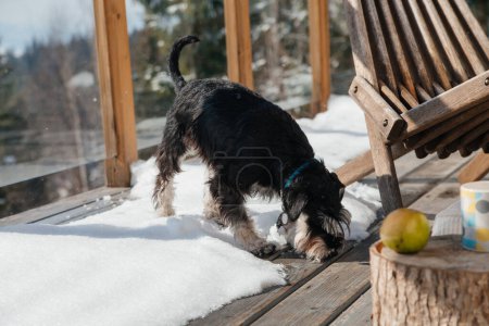 Photo for Cute little dog on snowy wooden balcony in the mountain chalet - Royalty Free Image