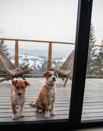 Photo for Cute little dogs on snowy wooden balcony in the mountain chalet - Royalty Free Image