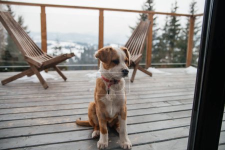 Cute little dog on snowy wooden balcony in the mountain chalet