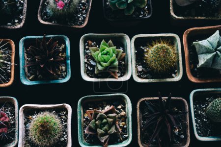 Téléchargez les photos : Petits cactus verts dans les pots à vendre - en image libre de droit