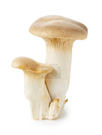 eryngii mushrooms placed on a white background. king oyster mushroom.